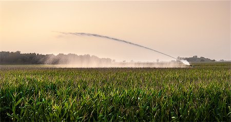 irrigation on corn field  in sunlight Stock Photo - Budget Royalty-Free & Subscription, Code: 400-07412207