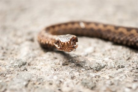 deadly snake vipers - Vipera Berus snake head detail Stock Photo - Budget Royalty-Free & Subscription, Code: 400-07412210