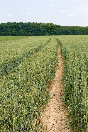 simsearch:400-05052481,k - Technological tracks for crops processing on ripening wheat field in early summer Stockbilder - Microstock & Abonnement, Bildnummer: 400-07412355