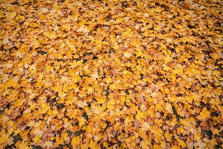 simsearch:400-04475632,k - Colorful background of autumn leaves Foto de stock - Royalty-Free Super Valor e Assinatura, Número: 400-07412491