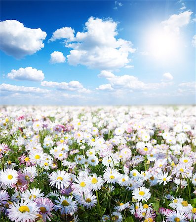 Gold meadow of camomiles in summer sun rays Fotografie stock - Microstock e Abbonamento, Codice: 400-07412869