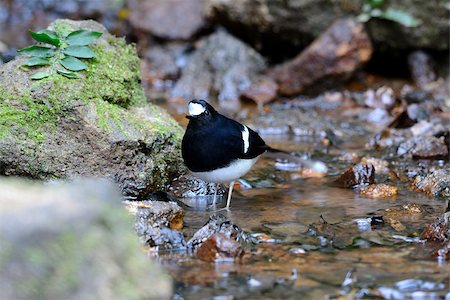 simsearch:400-07170249,k - beautiful White-crowned Forktail (Enicurus leschenaulti) in Thai forest Photographie de stock - Aubaine LD & Abonnement, Code: 400-07412902