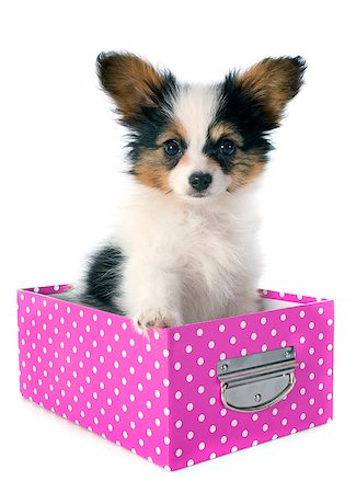 papillon puppy in a box in front of white background Stock Photo - Budget Royalty-Free & Subscription, Code: 400-07413148
