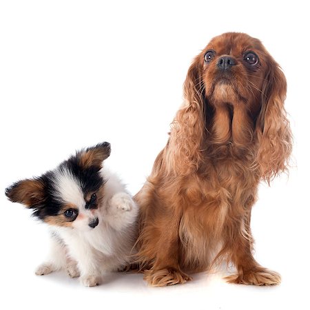 simsearch:400-06066466,k - papillon puppy and cavalier king charles in front of white background Photographie de stock - Aubaine LD & Abonnement, Code: 400-07413154