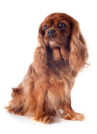 simsearch:400-07819100,k - cavalier king charles in front of white background Photographie de stock - Aubaine LD & Abonnement, Code: 400-07413155