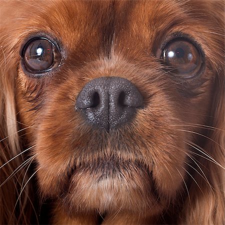 simsearch:400-07819100,k - cavalier king charles in front of white background Photographie de stock - Aubaine LD & Abonnement, Code: 400-07413157