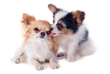 papillon puppy and chihuahua in front of white background Stock Photo - Budget Royalty-Free & Subscription, Code: 400-07413152