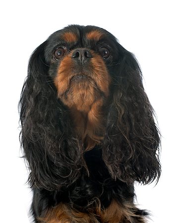 simsearch:400-07819100,k - cavalier king charles in front of white background Photographie de stock - Aubaine LD & Abonnement, Code: 400-07413169