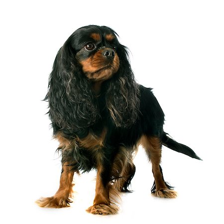 simsearch:400-07819100,k - cavalier king charles in front of white background Photographie de stock - Aubaine LD & Abonnement, Code: 400-07413171