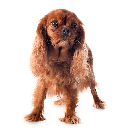simsearch:400-07819100,k - cavalier king charles in front of white background Photographie de stock - Aubaine LD & Abonnement, Code: 400-07413172