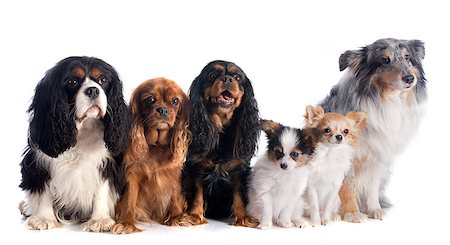 simsearch:400-06565925,k - six dogs in front of white background Photographie de stock - Aubaine LD & Abonnement, Code: 400-07413173