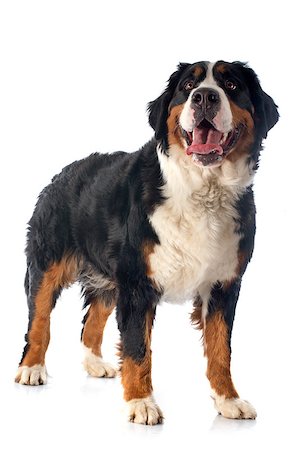 puppy with child white background - portrait of a purebred bernese mountain dog in front of white background Stock Photo - Budget Royalty-Free & Subscription, Code: 400-07413188