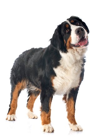 puppy with child white background - portrait of a purebred bernese mountain dog in front of white background Stock Photo - Budget Royalty-Free & Subscription, Code: 400-07413189