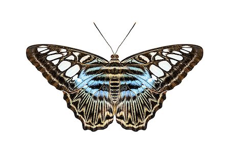 simsearch:400-07826173,k - An image of a blue tiger striped butterfly isolated on white Stockbilder - Microstock & Abonnement, Bildnummer: 400-07424674