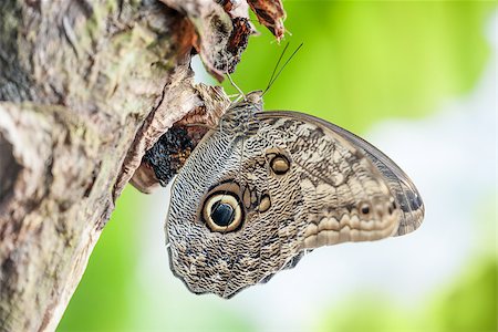 An image of a Morpho Peleides butterfly Stock Photo - Budget Royalty-Free & Subscription, Code: 400-07424675