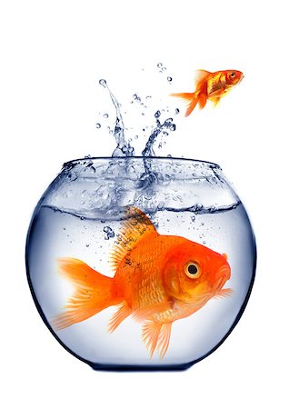 simsearch:400-05683187,k - goldfish jumping out of the water Foto de stock - Royalty-Free Super Valor e Assinatura, Número: 400-07424707