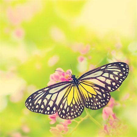 simsearch:400-04330574,k - Butterfly. Parantica aspasia (Yellow Glassy Tiger) feeding on flower, retro effect. Foto de stock - Super Valor sin royalties y Suscripción, Código: 400-07424737