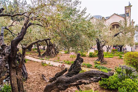 Olives Jerusalem-Garden of Gethsemane, Israel Stock Photo - Budget Royalty-Free & Subscription, Code: 400-07425099