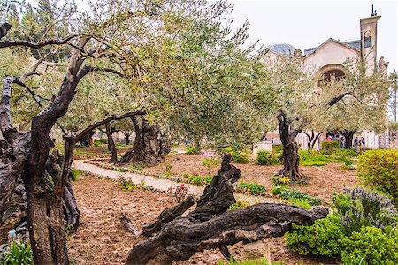 simsearch:841-06341737,k - Olives Jerusalem-Garden of Gethsemane, Israel Photographie de stock - Aubaine LD & Abonnement, Code: 400-07425099