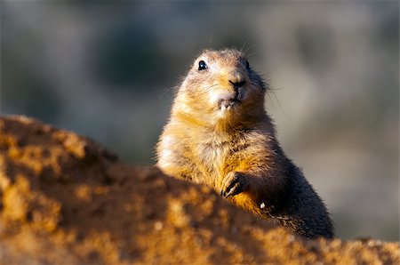 skull western - A portrait of black-tailed prairie dog. Stock Photo - Budget Royalty-Free & Subscription, Code: 400-07425250