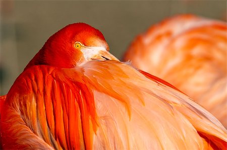 simsearch:400-05232970,k - A closeup of the head of a flamingo. Photographie de stock - Aubaine LD & Abonnement, Code: 400-07425251