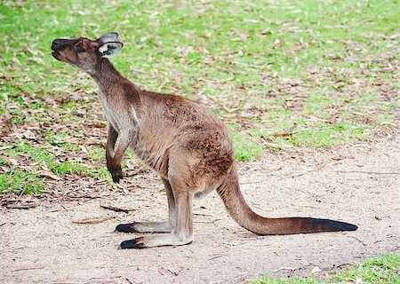 simsearch:400-08038286,k - native australian kangaroo sitting and looking out for something Stockbilder - Microstock & Abonnement, Bildnummer: 400-07425495