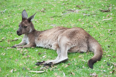 simsearch:400-08038286,k - native australian kangaroo lying and resting on the grass Stockbilder - Microstock & Abonnement, Bildnummer: 400-07425496