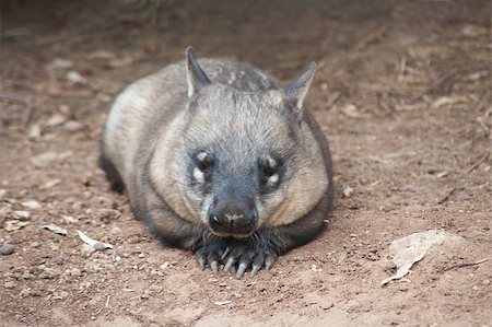 simsearch:400-04274699,k - native australian Wombat lying and looking out for something Stock Photo - Budget Royalty-Free & Subscription, Code: 400-07425498