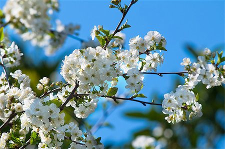simsearch:400-07656811,k - Blossoming cherry branch with white flowers on blue sky Photographie de stock - Aubaine LD & Abonnement, Code: 400-07425815