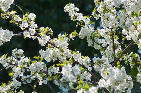 simsearch:400-07656811,k - Blossoming cherry branch with white flowers on blue sky Photographie de stock - Aubaine LD & Abonnement, Code: 400-07425816