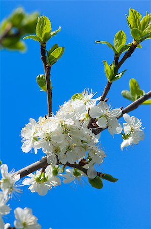 simsearch:400-07656811,k - Blossoming cherry branch with white flowers on blue sky Photographie de stock - Aubaine LD & Abonnement, Code: 400-07425817