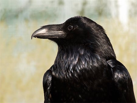 A closeup of the head of a raven Photographie de stock - Aubaine LD & Abonnement, Code: 400-07425830