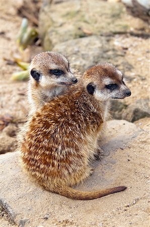 simsearch:400-04606447,k - Two meerkats (suricates) sitting on the ground. Stock Photo - Budget Royalty-Free & Subscription, Code: 400-07425832