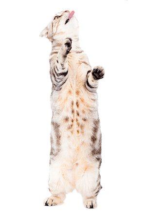 cat standing and licking something Stock Photo - Budget Royalty-Free & Subscription, Code: 400-07425904