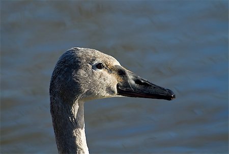 Head shot of Trumpeter Swan cygnet Stock Photo - Budget Royalty-Free & Subscription, Code: 400-07426004