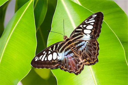 simsearch:400-07826173,k - An image of a blue tiger striped butterfly Stockbilder - Microstock & Abonnement, Bildnummer: 400-07426089