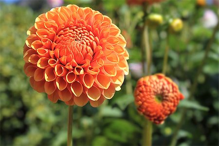 simsearch:400-07676525,k - Orange Dahlia Flower Blooming in Garden During Summer Closeup Stockbilder - Microstock & Abonnement, Bildnummer: 400-07426122
