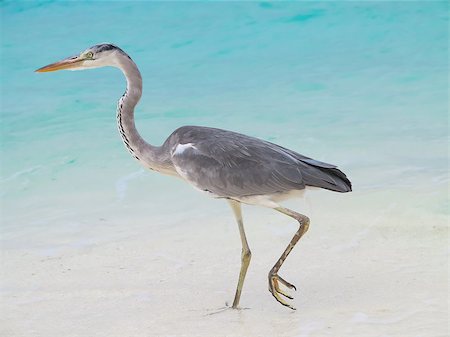 Heron walking in water of bay of sea Stock Photo - Budget Royalty-Free & Subscription, Code: 400-07426206