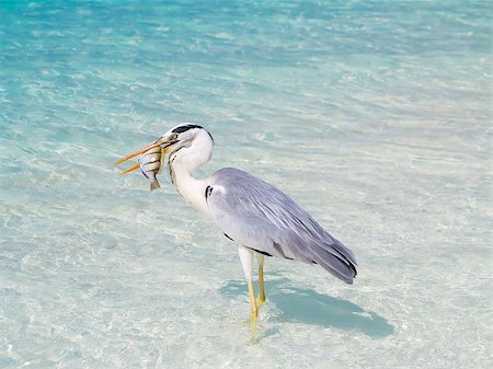Heron catching fish in the Maldives Stock Photo - Budget Royalty-Free & Subscription, Code: 400-07426201