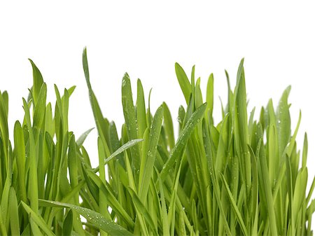 fresh oat sprouts with water drops border, white background Stock Photo - Budget Royalty-Free & Subscription, Code: 400-07426248