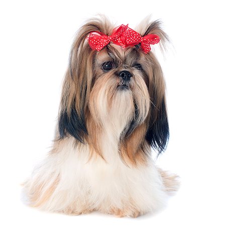 simsearch:400-07088628,k - purebred Shih Tzu in front of white background Stock Photo - Budget Royalty-Free & Subscription, Code: 400-07426557