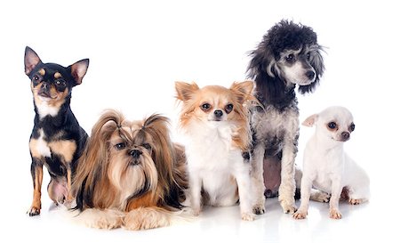 shiatsu - five little dogs in front of white background Stockbilder - Microstock & Abonnement, Bildnummer: 400-07426575