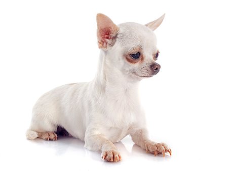 simsearch:400-04815724,k - portrait of a cute purebred  chihuahua in front of white background Photographie de stock - Aubaine LD & Abonnement, Code: 400-07426582