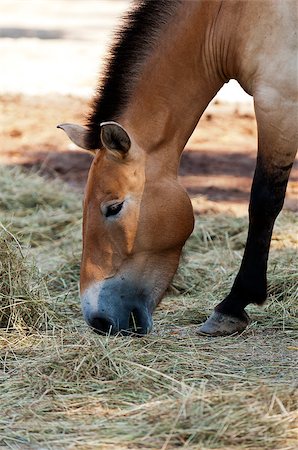simsearch:614-00602804,k - A closeup of the head of Przewalski's horse Photographie de stock - Aubaine LD & Abonnement, Code: 400-07426583