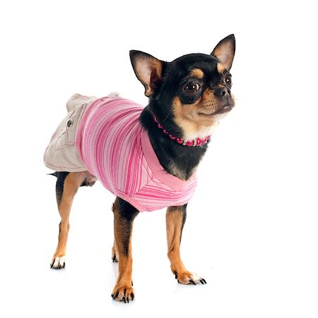 simsearch:400-06172990,k - dressed  chihuahua in front of white background Stockbilder - Microstock & Abonnement, Bildnummer: 400-07426681