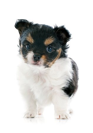 simsearch:400-07893849,k - puppy chihuahua in front of white background Foto de stock - Super Valor sin royalties y Suscripción, Código: 400-07426691