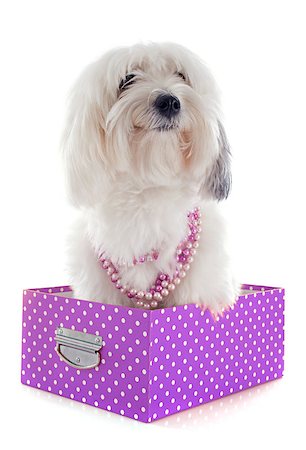 simsearch:400-07426558,k - Coton de Tulear in front of white background Stock Photo - Budget Royalty-Free & Subscription, Code: 400-07426704