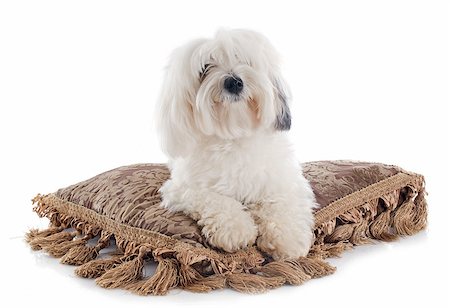 simsearch:400-07426558,k - Coton de Tulear in front of white background Stock Photo - Budget Royalty-Free & Subscription, Code: 400-07426757
