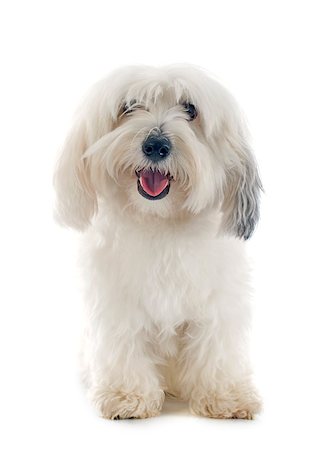 simsearch:400-07426558,k - Coton de Tulear in front of white background Stock Photo - Budget Royalty-Free & Subscription, Code: 400-07426758