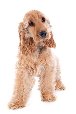 simsearch:400-07426558,k - portrait of a  purebred puppy english cocker in a studio Stock Photo - Budget Royalty-Free & Subscription, Code: 400-07426759